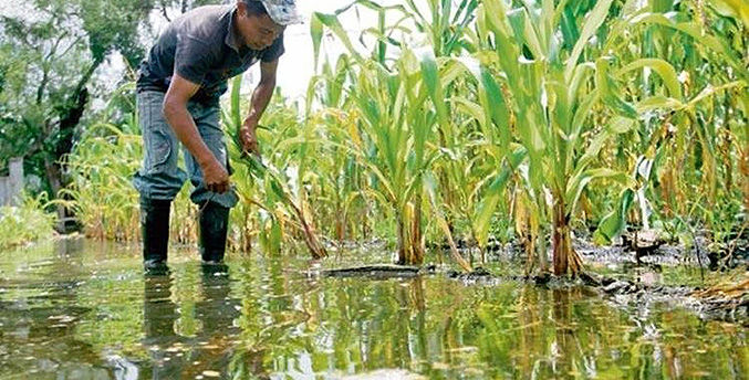Fedeagro: Onda tropical produce graves afectaciones en cultivos de maíz y arroz