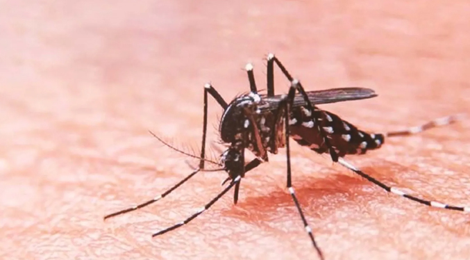 Más de 200 mil casos de dengue en lo que va de año: ¿cómo prevenir esta enfermedad?