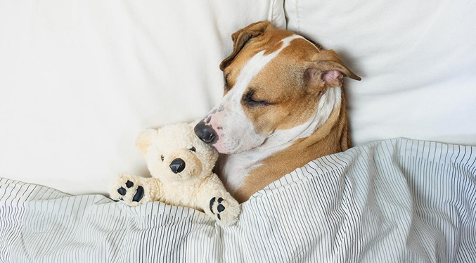 Psicólogos de harvard revelan que los perros a veces sueñan con sus dueños
