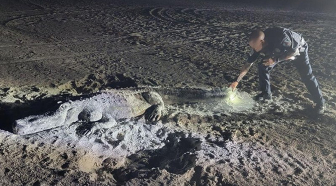 La policía de Florida intenta atrapar a un caimán y descubre que está hecho de arena