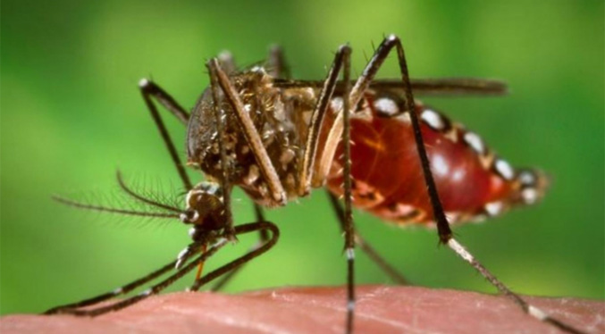 Advierten expansión del chikungunya en Venezuela por el calor