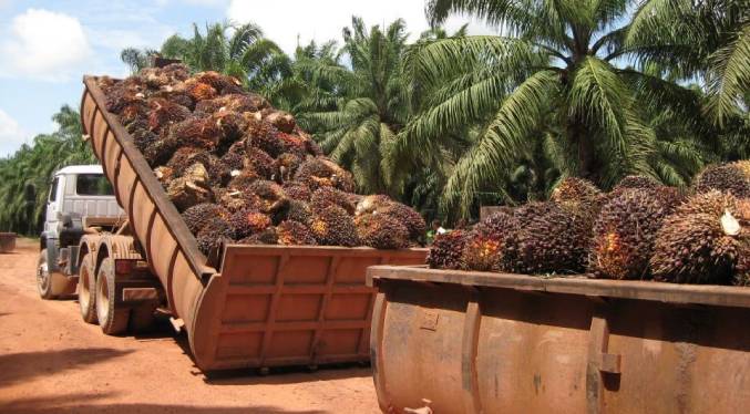 El Zulia es el primer productor de palma aceitera en Venezuela