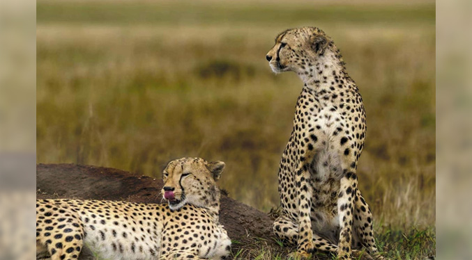 Apareamiento fatal para hembra de guepardo llevada de Sudáfrica a India