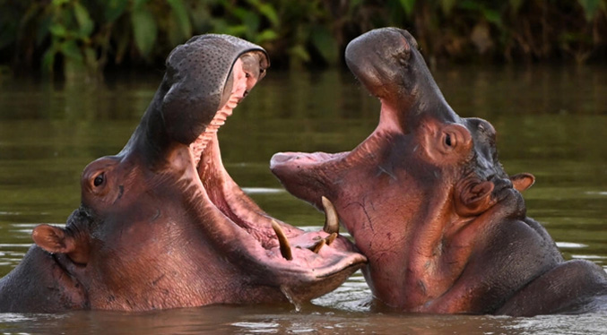 Colombia ya no sabe qué hacer con los hipopótamos de Escobar (Fotos)