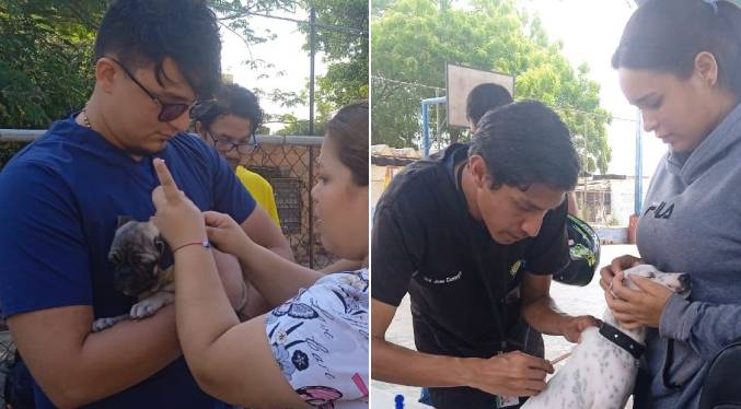Plan de Vacunación Antirrábica de la Alcaldía de Maracaibo inmuniza a 3.016 mascotas