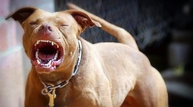 Muere niño de 5 años atacado por cuatro perros pitbull en Colombia (Video)