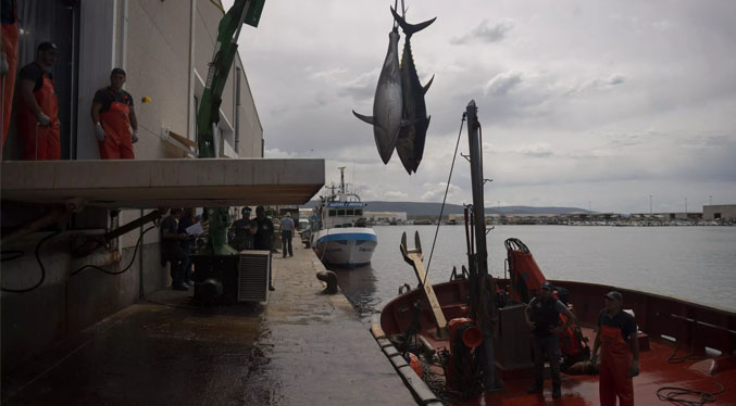 El atún de la modernidad se pesca en Cádiz como hace 3.000 años