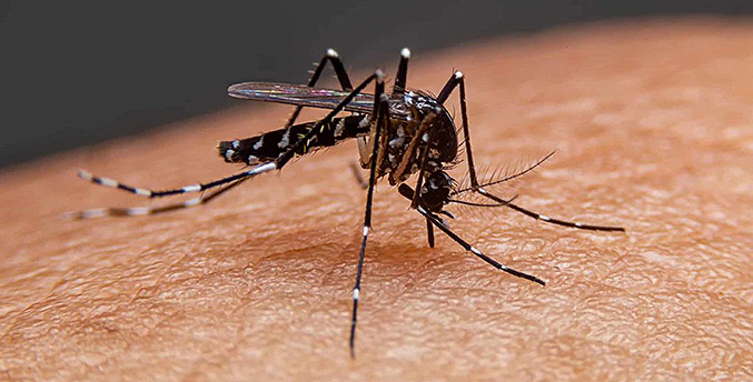 Reportan 4.800 casos de dengue en el país en lo que va de año y aumento de covid, zika y chikunguya