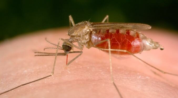 EEUU emitió una alerta después de confirmar cinco casos de malaria