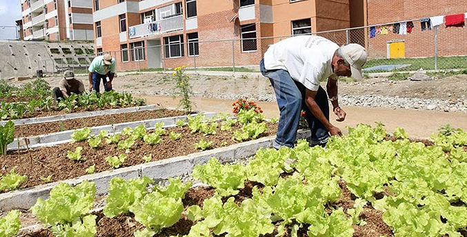 Ministerio de Agricultura Urbana desarrolla programas y talleres de formación en la materia