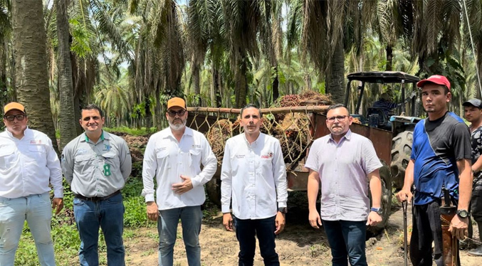 Autoridades aseguran que la producción de palma aceitera en el Sur del Lago está activa