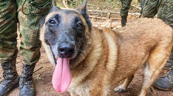 Autoridades colombianas desisten con la búsqueda en la selva del perro Wilson