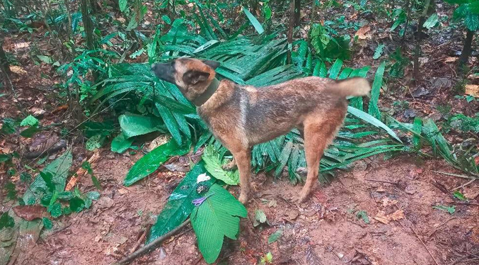 Sospechan que niños perdidos en la selva colombiana estarían acompañados de un perro