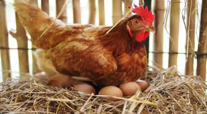 Científicos descifran el enigma sobre el huevo y la gallina