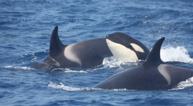 Pescadores en Margarita vieron a un grupo de ballenas este fin de semana