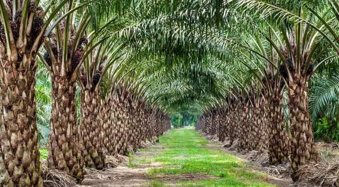 Venezuela comienza a sembrar 50 mil semillas de palma de aceite procedentes de Indonesia