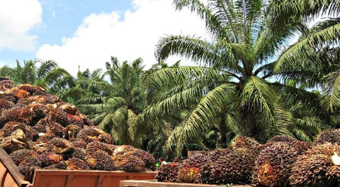 Zulia cuenta con 45 mil hectáreas de cultivo de palma aceitera
