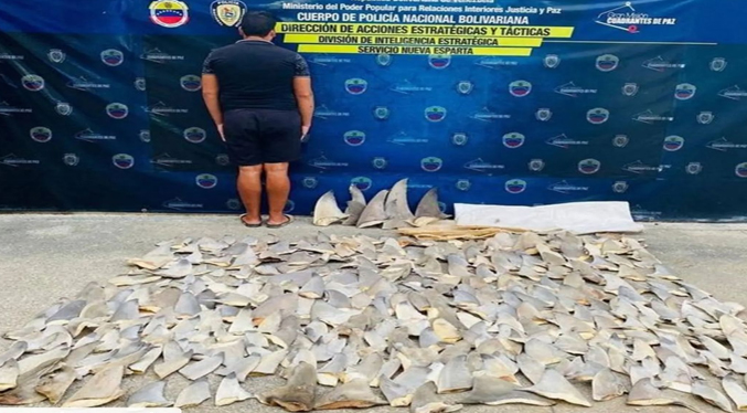 Privado de libertad por contrabando de 358 aletas de tiburón en Nueva Esparta