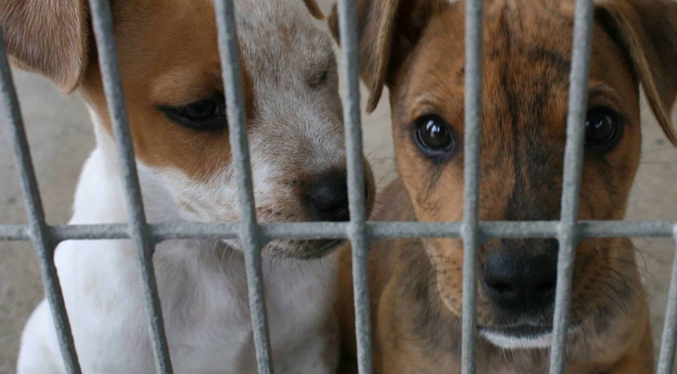 Presentarán ante la AN un proyecto de ley sobre para evitar el maltrato contra los animales