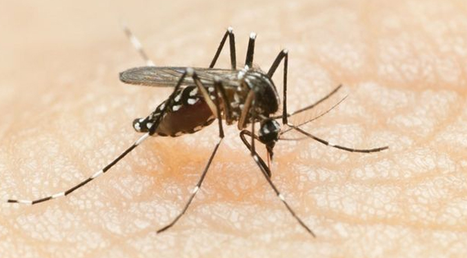 OMS pide estar alerta por la llegada del dengue a los países latinoamericanos