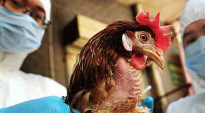 OMS promueve vacunas experimentales para prevenir la transmisión de gripe aviar a humanos