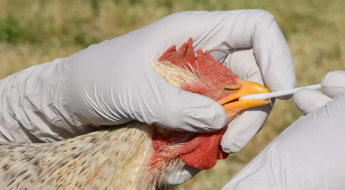OMS alerta que brotes de gripe aviar en ganado vacuno de EEUU se triplican en un mes