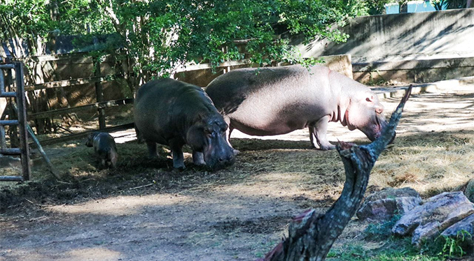Nacimiento de hipopótamo se produjo en el Parque Zoológico y Botánico Bararida