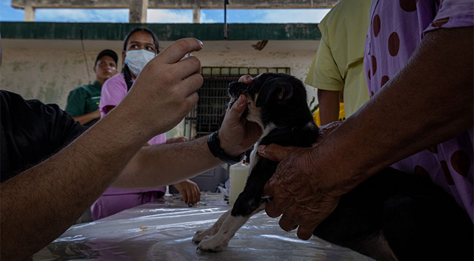 Alcaldía de Maracaibo brindará cuatro días de atención a las mascotas en julio