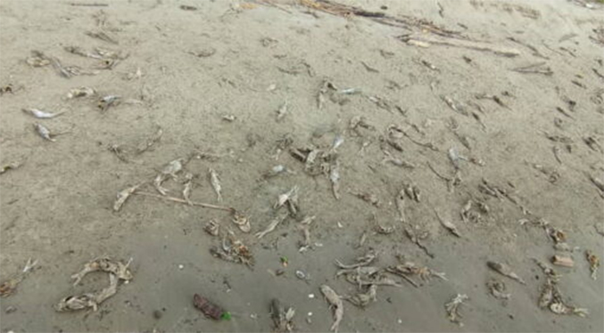 Investigan aparición de peces muertos en playas de Anzoátegui