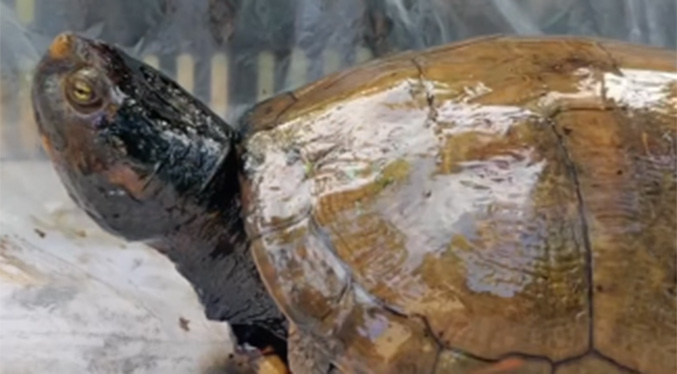 Ambientalistas afirman que fauna del Lago de Maracaibo muere por los derrames petroleros (Video)