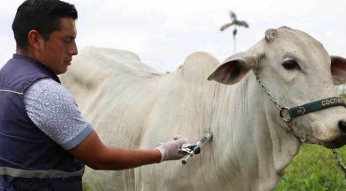 Datos del Insai revelan que solo el 32 % del ganado venezolano está vacunado contra fiebre aftosa