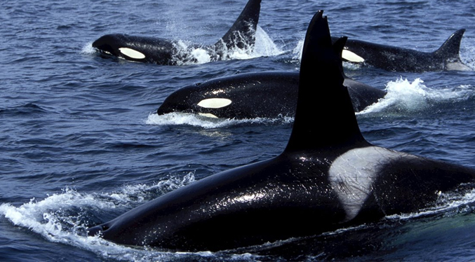 Liberan siete ballenas orcas que habían quedado varadas en Sucre (Video)