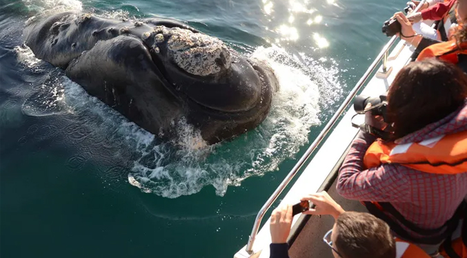 Rescatan 18 turistas en una lancha en jornada de avistamiento de ballenas jorobadas en Colombia