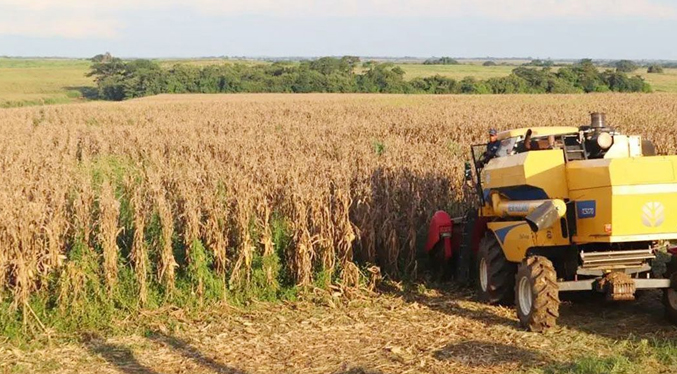 Siembra de cereales en Venezuela incrementa casi 48 % hasta julio en comparación a 2022