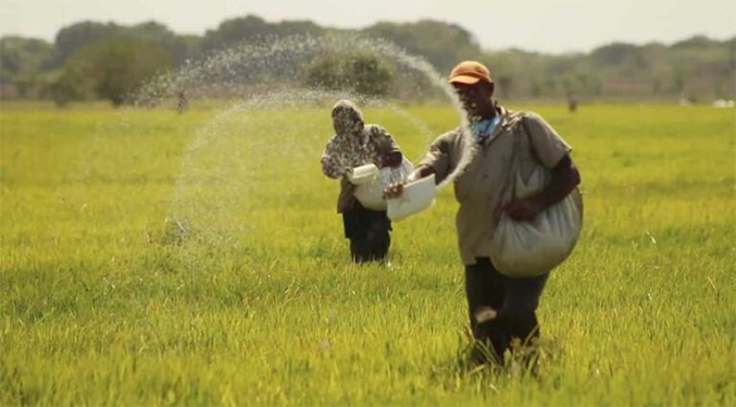 Agricultores reportan que siembra de arroz en Calabozo disminuyó más de 30 %