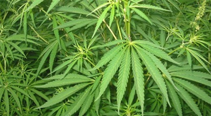Condenan a nueve años de prisión a agricultor por sembrar plantas de marihuana en Portuguesa