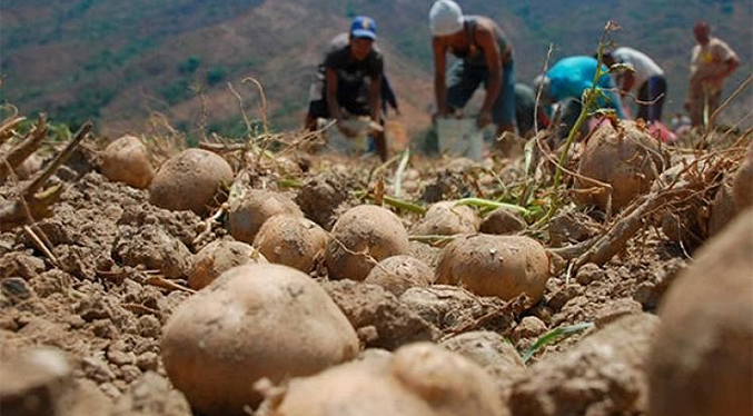Productores de Mérida, Trujillo y Barinas rechazan el contrabando agrícola