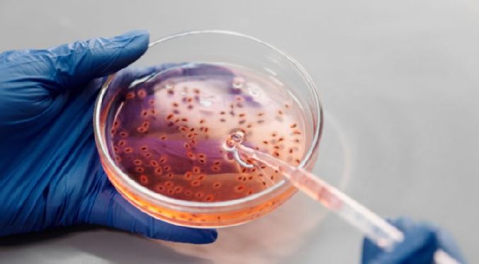Logran «entrenar» a bacterias para que detecten cáncer