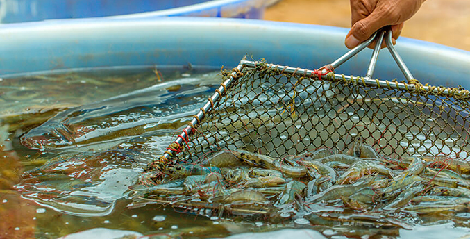 Exportación de camarón hacia la UE creció 86 % este año desde el país