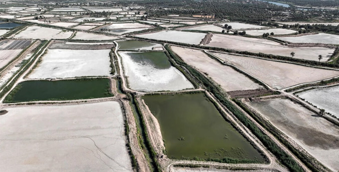 La lucha contra la sequía está acabando con las granjas piscícolas en Irak