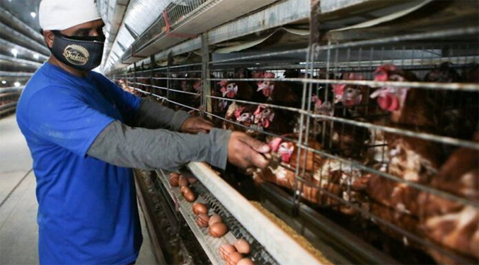 Maduro: Yo me imagino la exportación de huevos a otros países