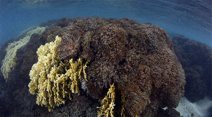 Coral Unomia invade más del 80 % del Parque Nacional Mochima
