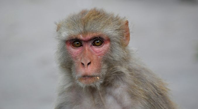 Avistamientos de monos salvajes en una ciudad de Florida generan una advertencia de la policía