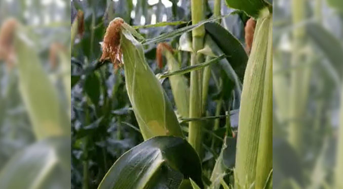 Estiman que producción de maíz aumentó en un millón 200 mil toneladas