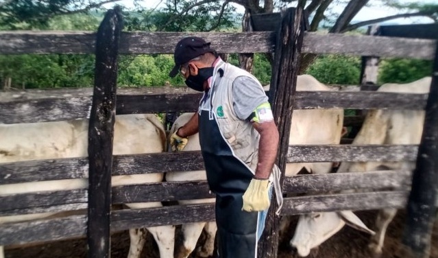Venezuela busca certificase como país “libre de aftosa” para exportar ganado bufalino