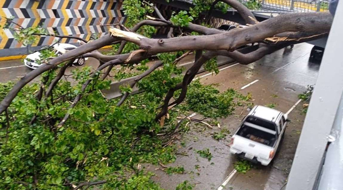 Reportan árboles caídos por lluvias en Caracas