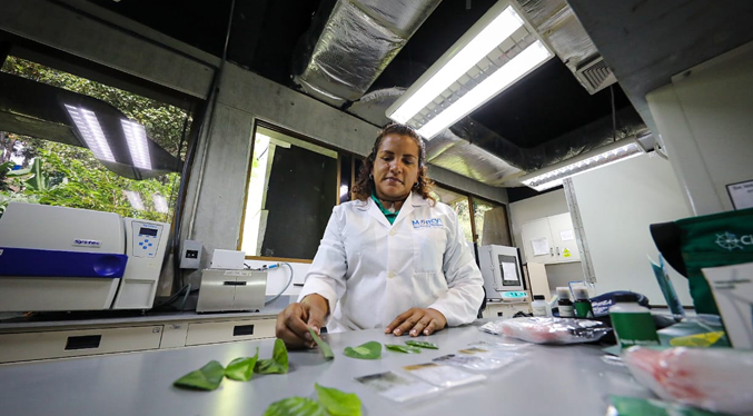 Ciencia venezolana avanza en control de enfermedad del Dragón Amarillo que afecta plantas de cítricos