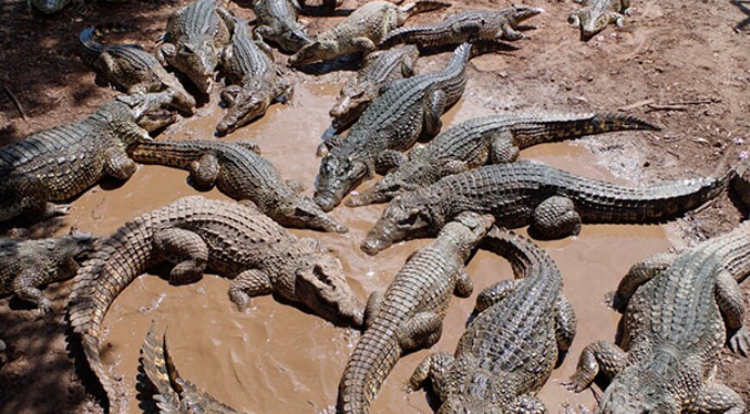 Más de 70 cocodrilos escapan de una granja en China