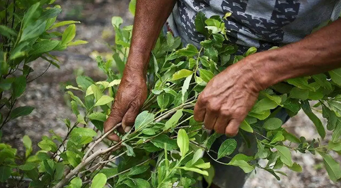 Cultivos de coca en Colombia vuelve a romper récord con 230 mil hectáreas en 2022