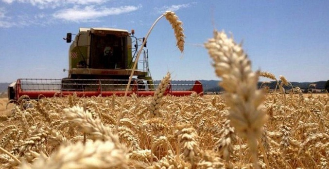 Fedeagro plantea una política pública para rescatar la producción de cereales